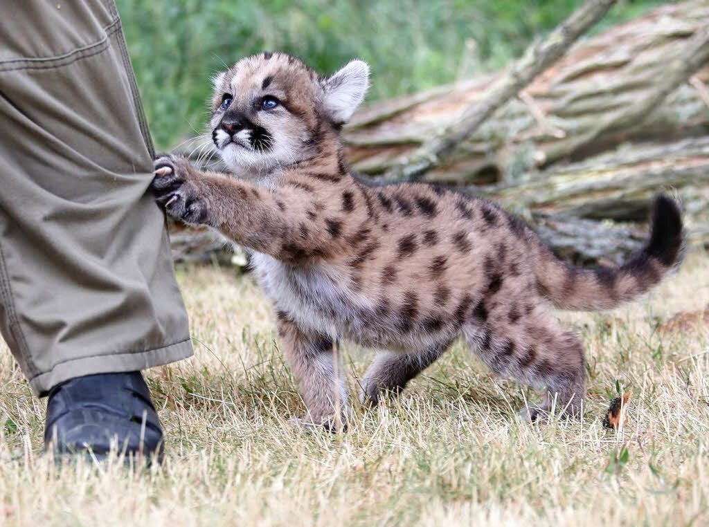 Детёныш пумы, фото komotoz.ru