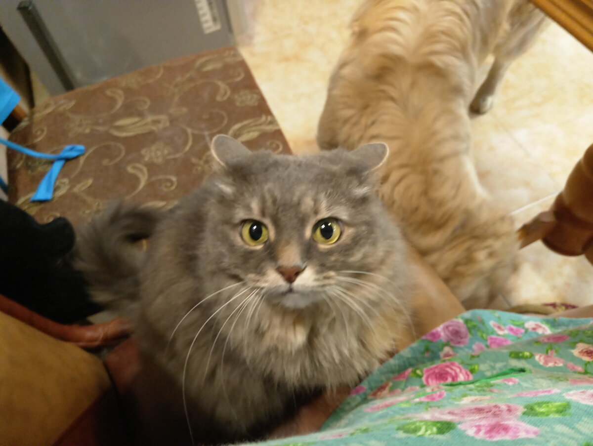 Маня - "я чего... я ничего... это всё они"