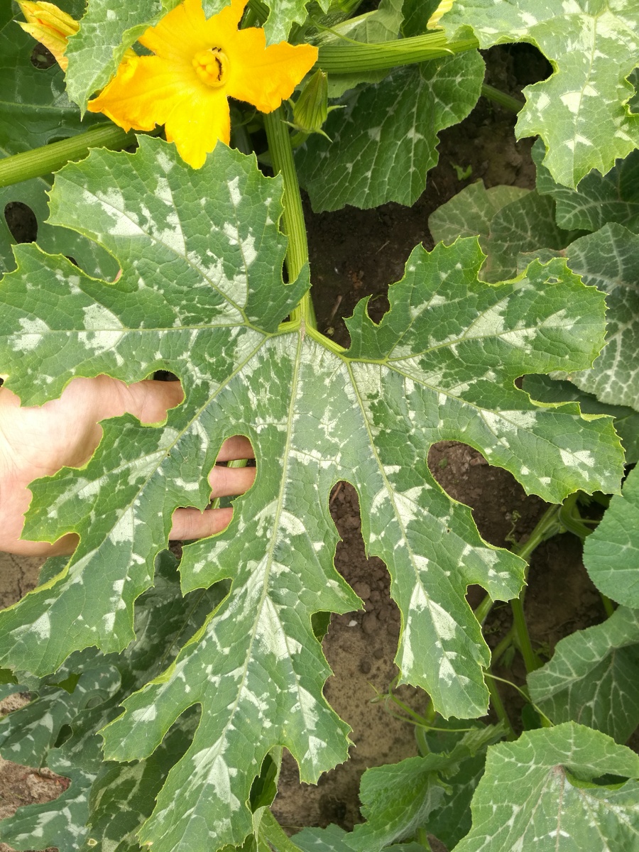 Здоровый лист.