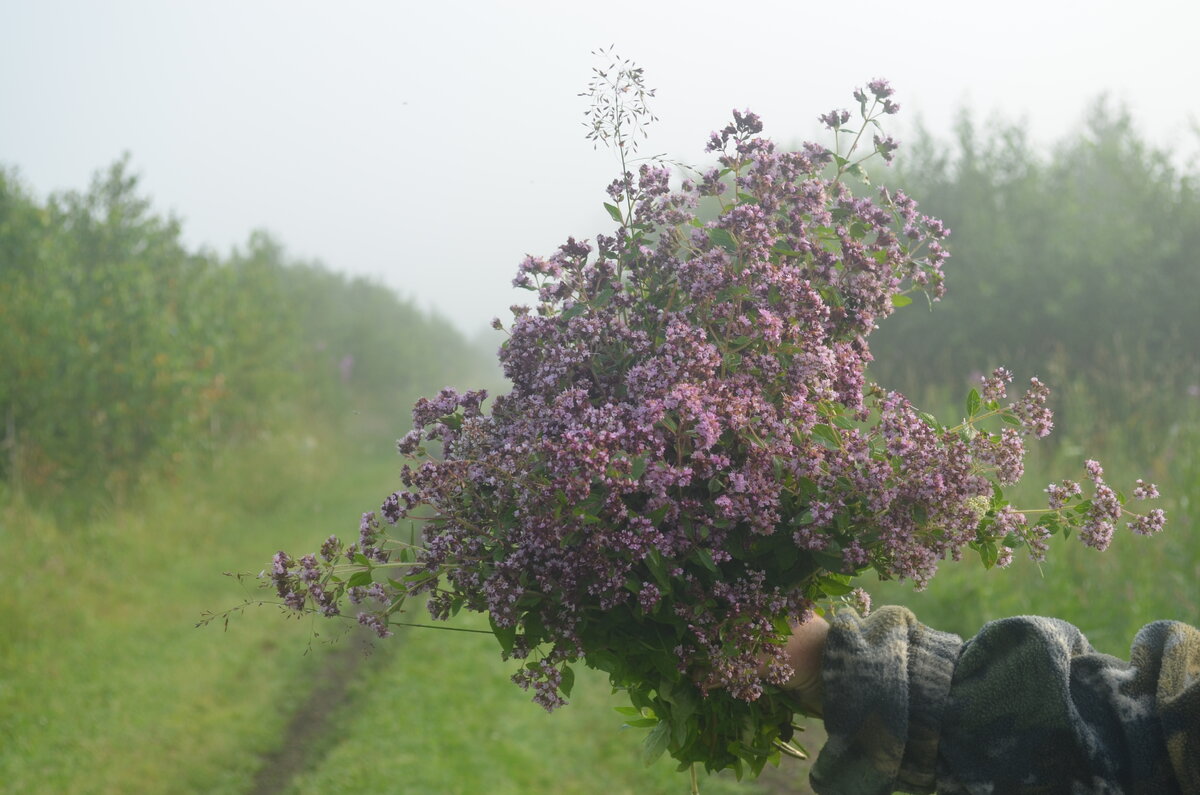Собираем душицу