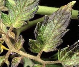 Нехватка фосфора