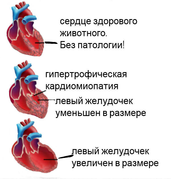 Порог сердца что это. Пороки сердца классификация Ветеринария. Заболевания сердца приобретенный порок. Этиология приобретенных пороков сердца. Фазы течения врожденного порока сердца.
