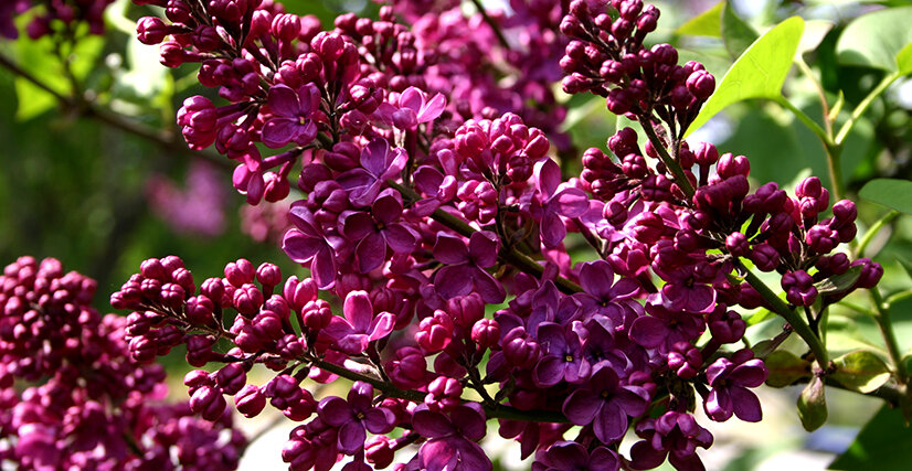 Сирень обыкновенная "Красная Москва" (Syringa vulgaris Krasnaja Moskva)