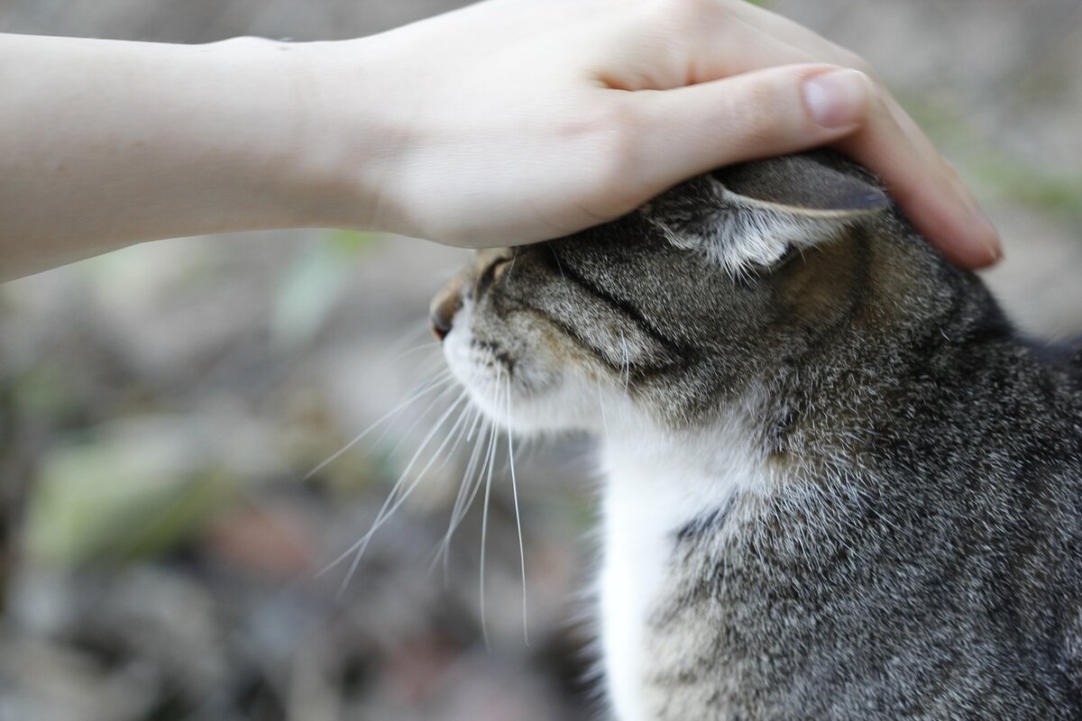 Поласкать кошку. Гладить кошку. Рука гладит кошку. Человек гладит кота. Кот гладит кота.