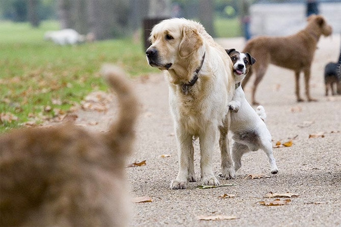 Иди же сюда, любовь моя!