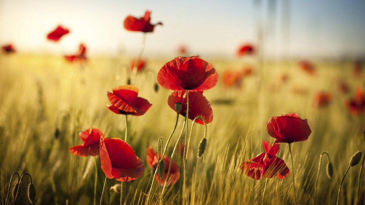 https://www.firestock.ru/maki-v-pole-poppies-in-the-field/
