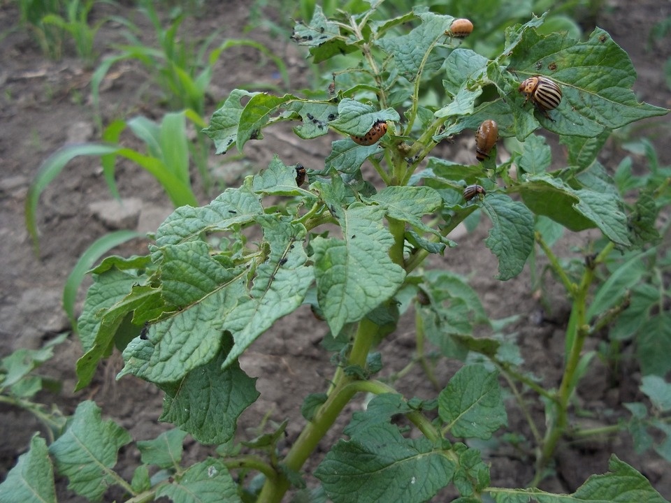 https://cdn.pixabay.com/photo/2014/06/23/11/35/potato-375232_960_720.jpg