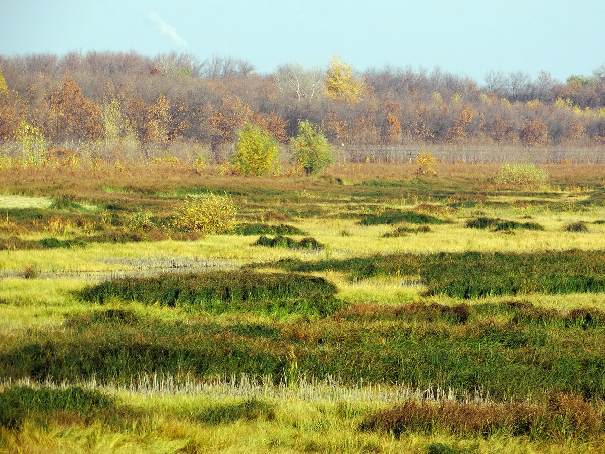 Во время половодья этот луг весь уходит под воду. Уровень воды в это время виден по белой полосе на деревьях на заднем плане.