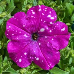 Петуния многоцветковая Дот Стар Dark Violet. ссылка на изображение https://tomatipomidori.ru/images/detailed/5/petuniya-dot-star-dark-vaylet-1.jpg