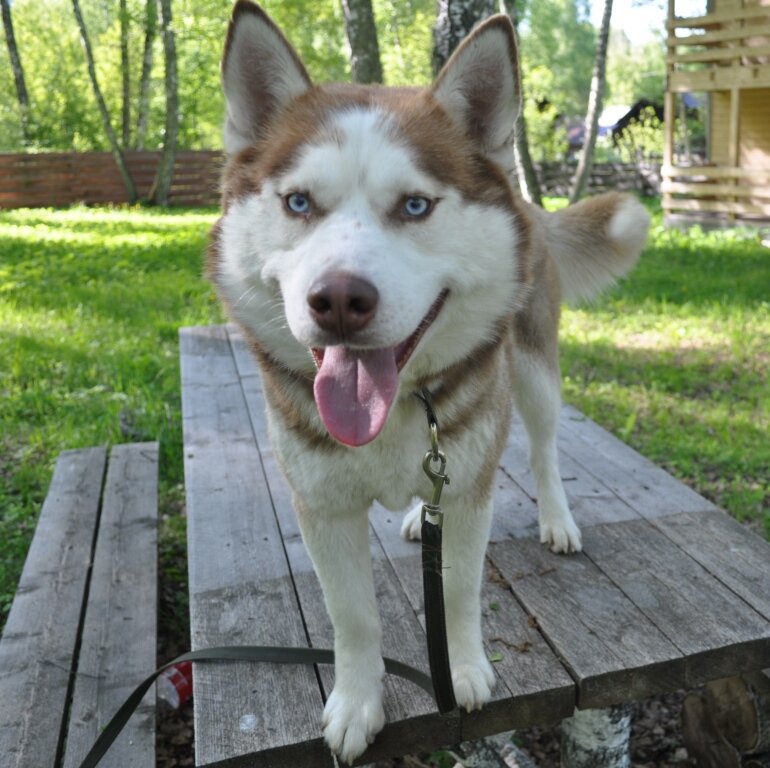 Вожак стаи)))