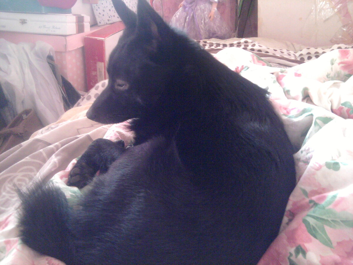 Мой любимый шипперке Маффин