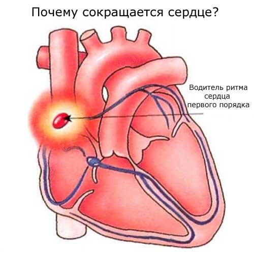 Главный водитель ритма сердца