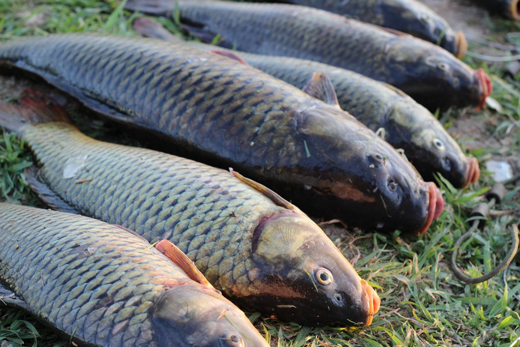 Рыба фазан. Сазан (Cyprinus Carpio). Амурский сазан. Сазан морской Каспийский. Ахтуба сазан.