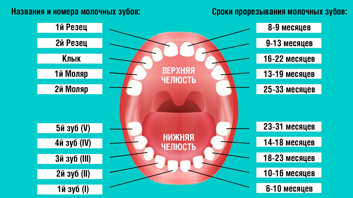 Как растут зубы у детей схема с рождения до 3 лет