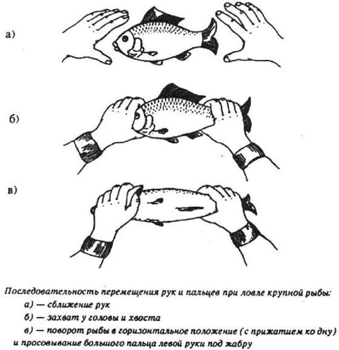 Поймать живую рыбу руками