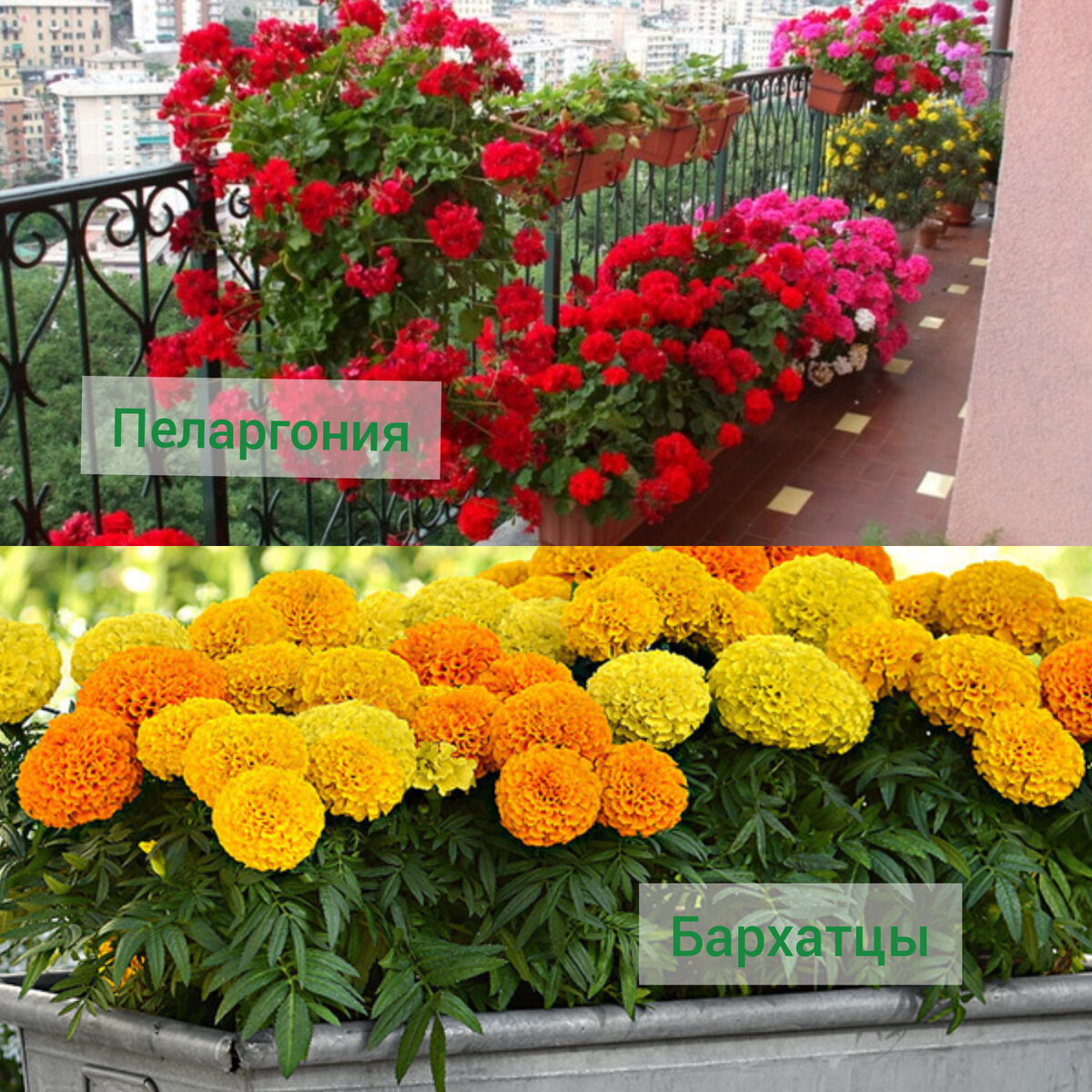 Растения для озеленения балкона 