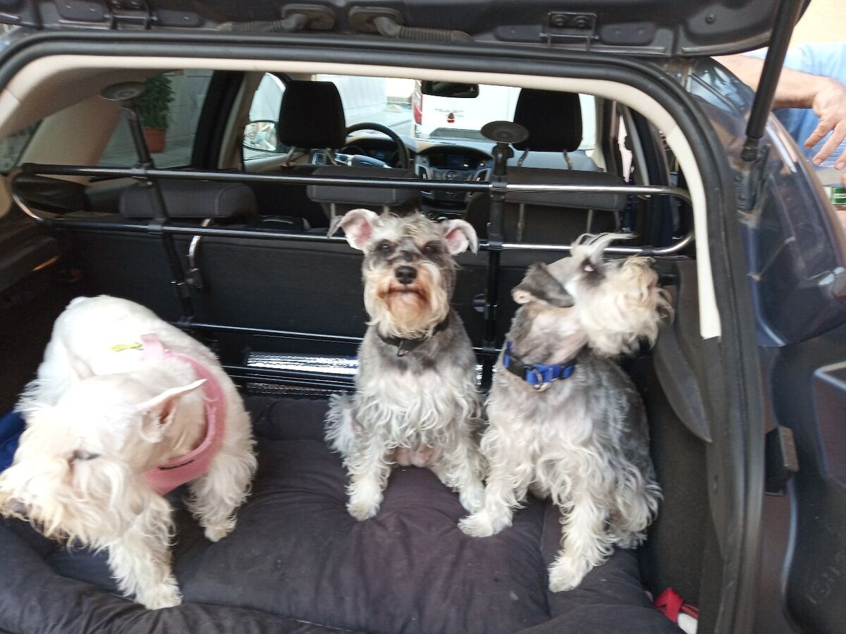 67% владельцев питомцев брали хоть раз их с собой в длительную поездку. Но зачем?