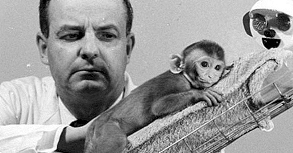 Гарри Харлоу