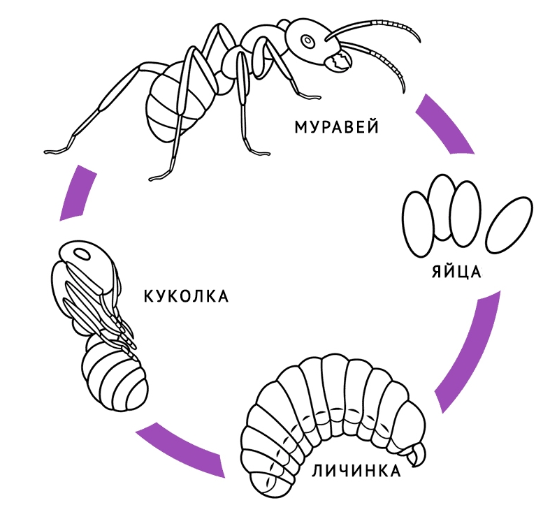 Жизненный цикл муравья