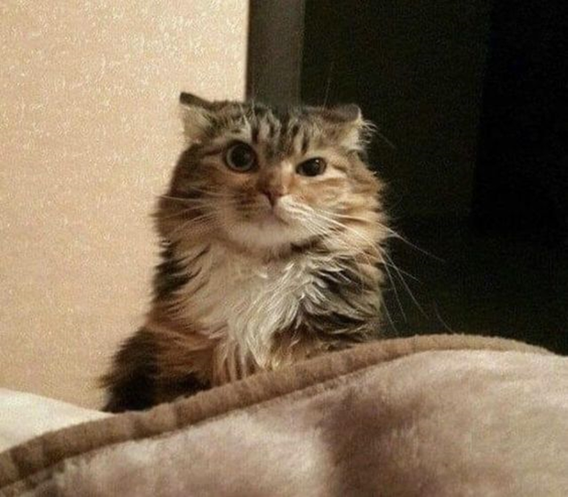 Можно поиграть незадолго до сна, чтобы котик хорошенько устал. 