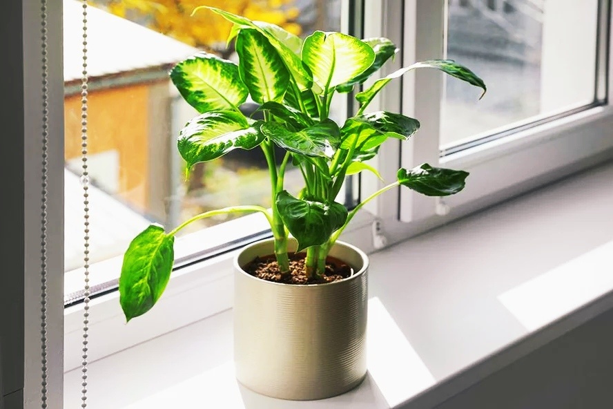 Диффенбахия