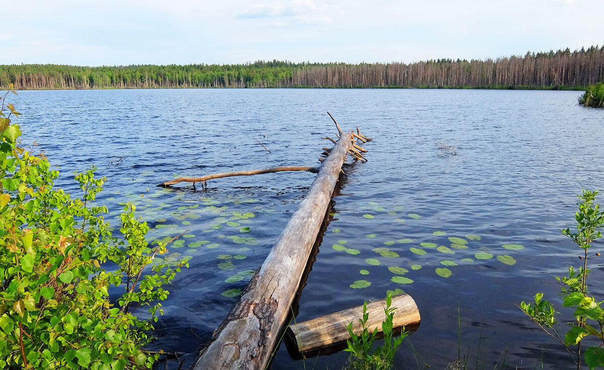 Лесное озеро
