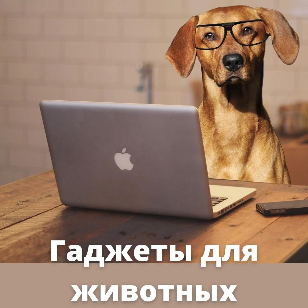 Гаджеты для животных: фото