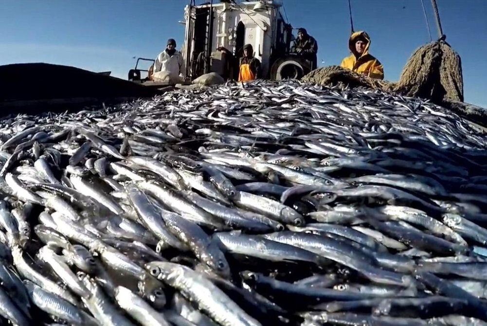 Путина хамсы на Черном море. Источник: fishermanblog.ru