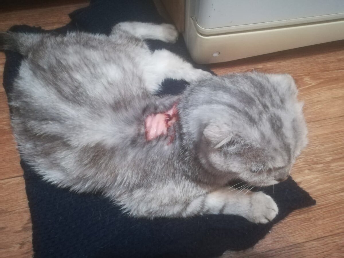 На место кормления кот пришел с такой раной на спине.