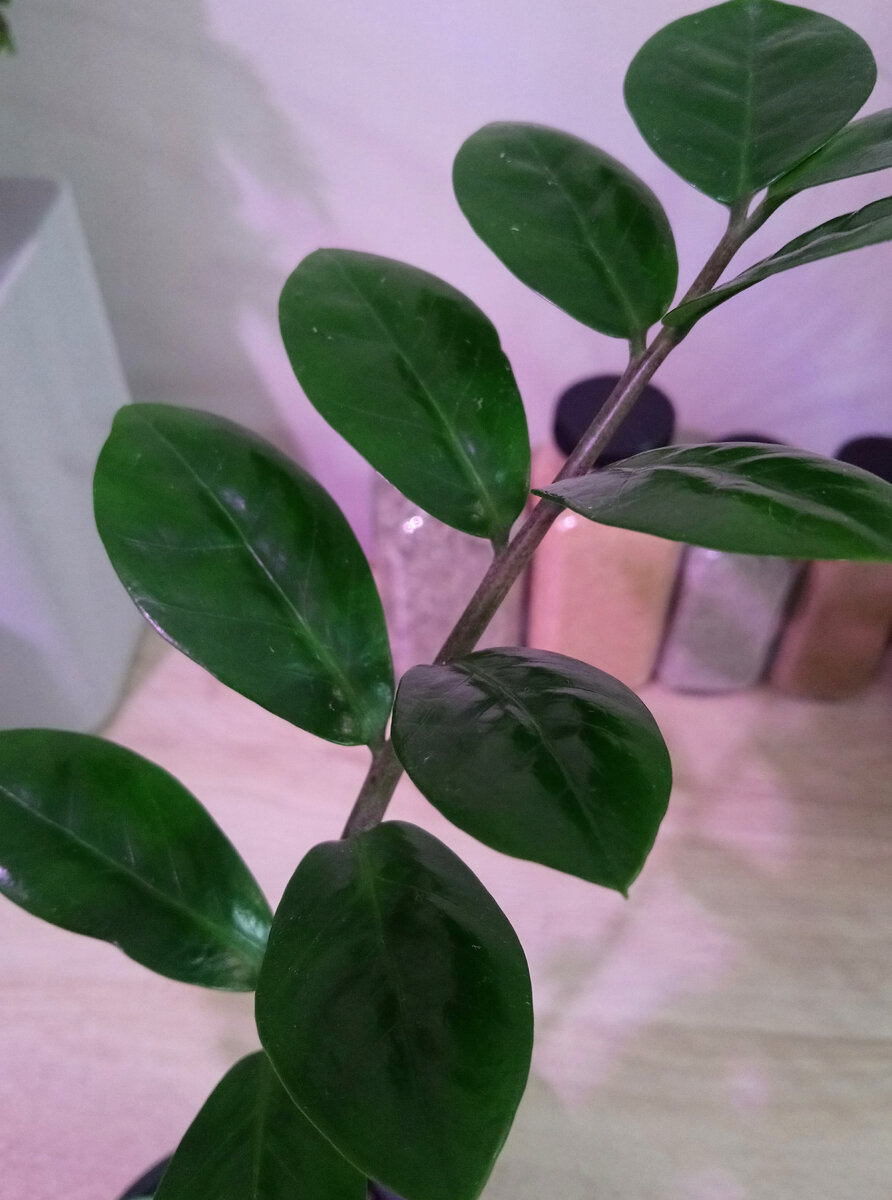 Лицевая сторона листьев