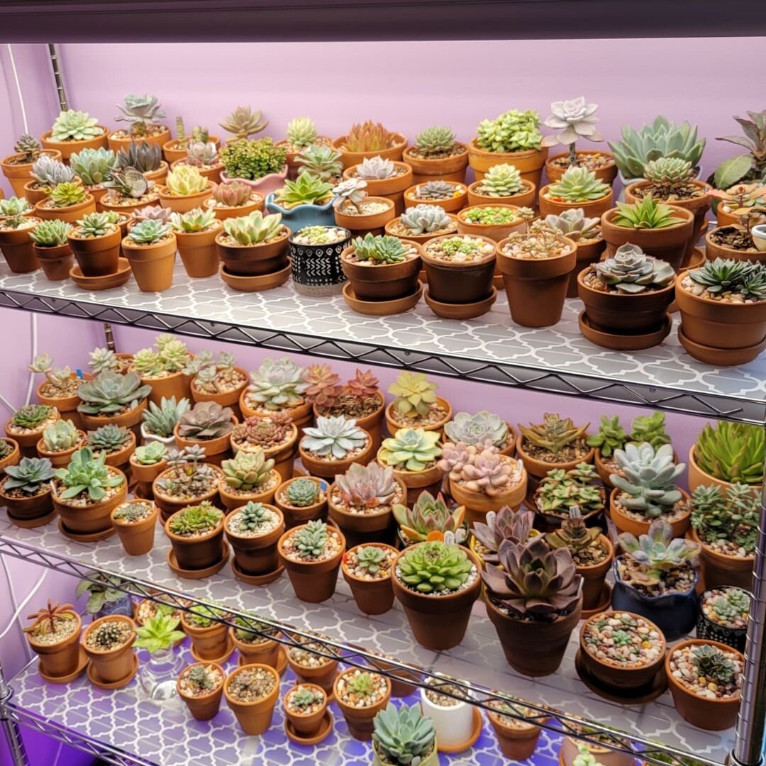 @succulentluvr