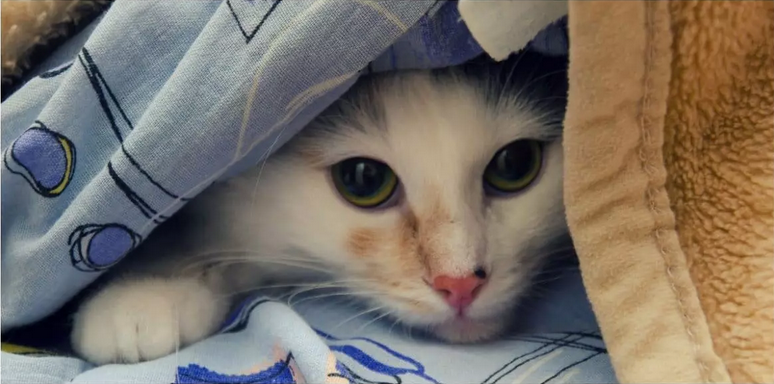 Почему кошки любят прятаться | КотоВедение | Дзен