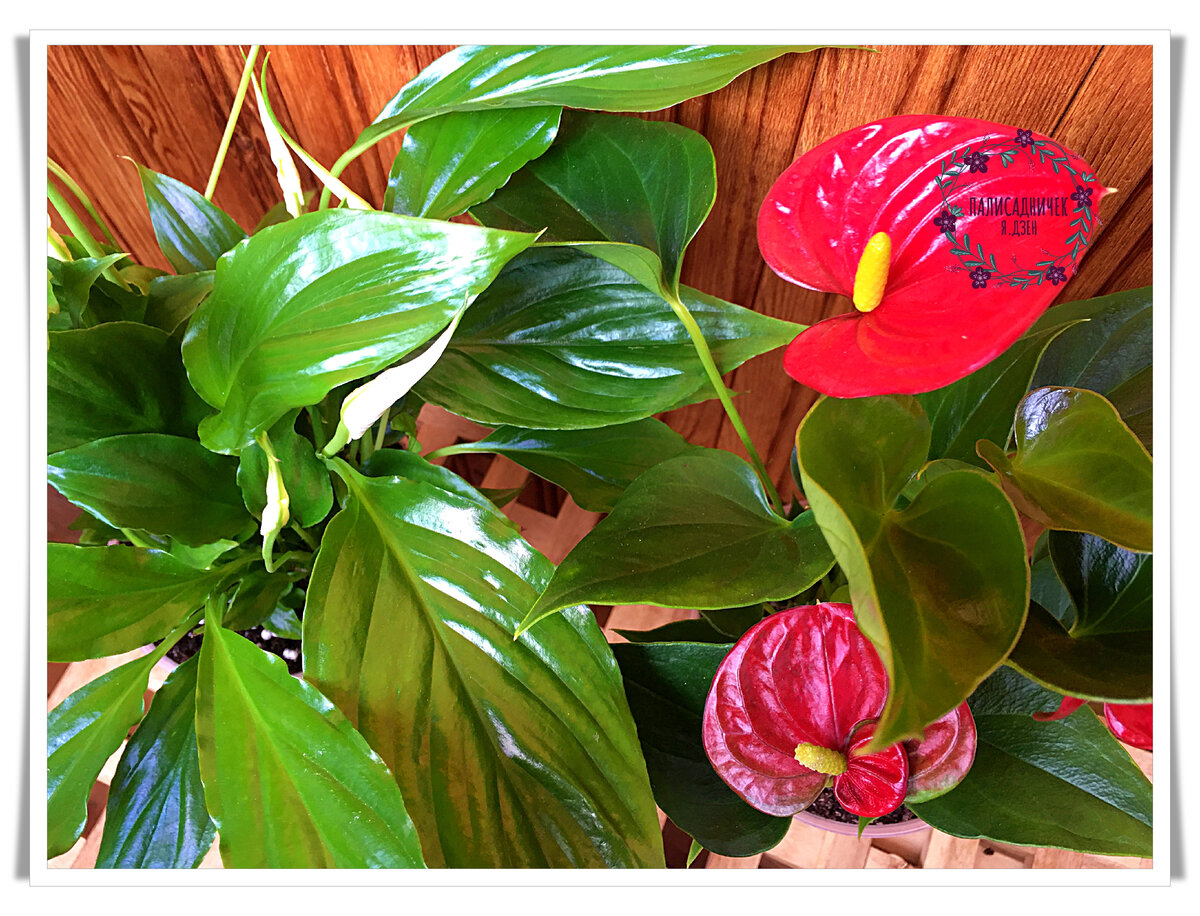 Это мои спатифиллум и антуриум после чудесной и очень простой подкормки. 