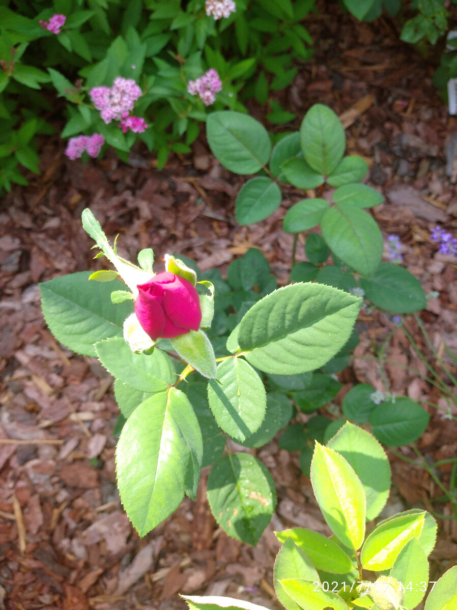 Первый бутончик Биг Пёрпл.