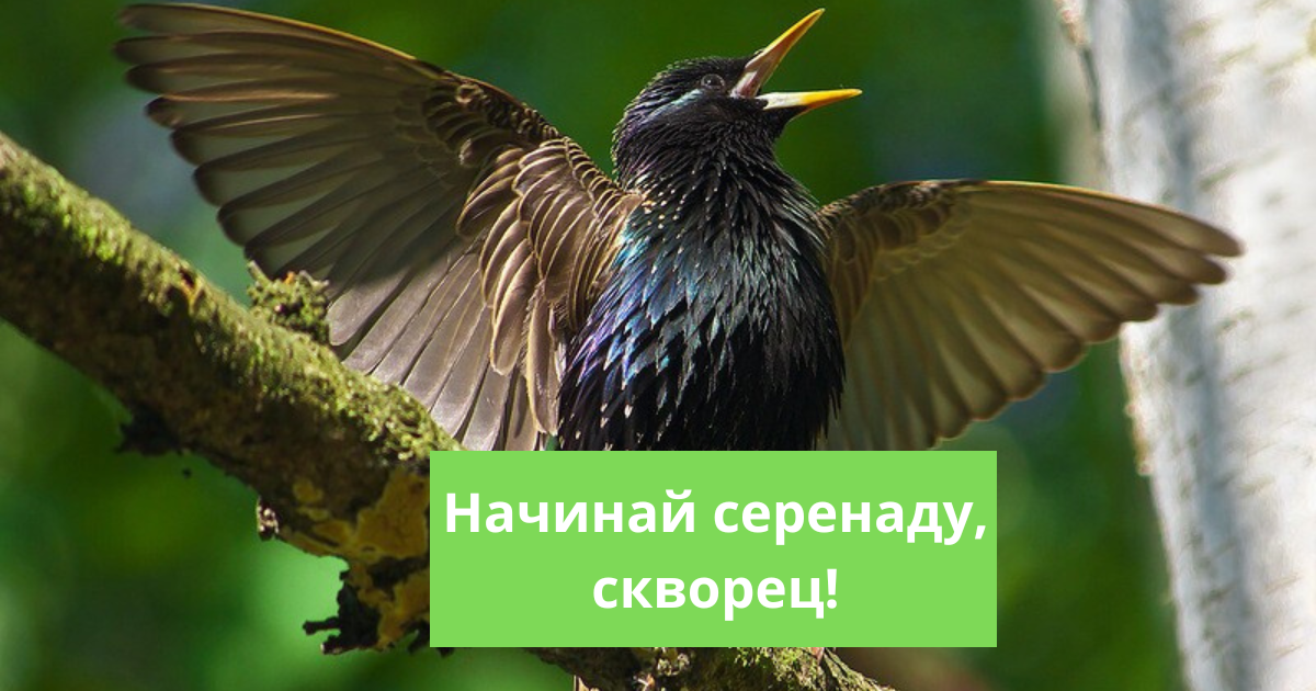 Стихотворения заболоцкого уступи мне скворец. Уступи мне скворец. уступи скворец уголок. уступи мне скворец уголок заболоцкий. уступитмне скворец уголок.