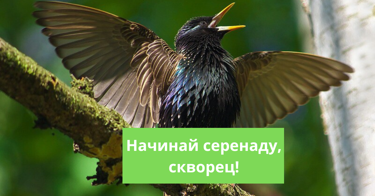 Стихотворение заболоцкого уступи мне скворец. Уступи мне скворец уголок Заболоцкий. Уступи мне скворец уголок восприятие. Юром в Уступи мне скрорнц уголок.