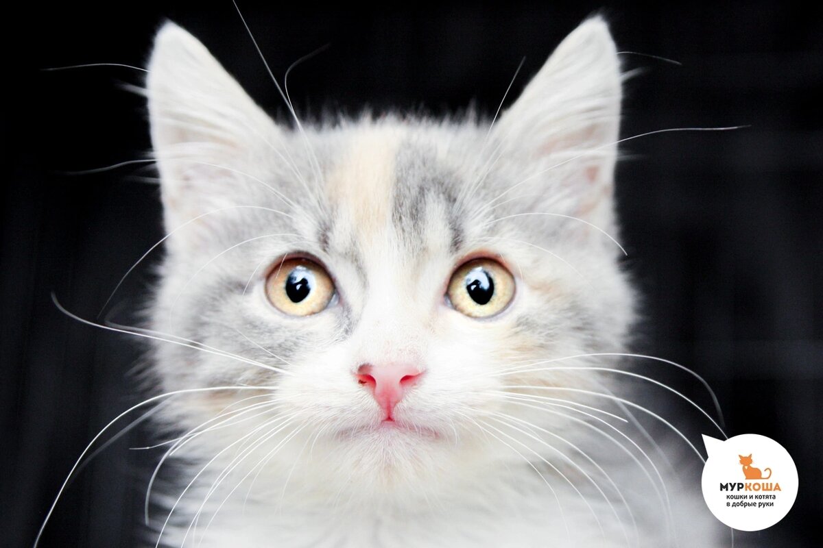 Kids tv 3 маленьких котята. Опоясывающая рифма в стихах. Котенка рифма. Kidstv 3 маленьких котята. Три котёнка песенки для котят.