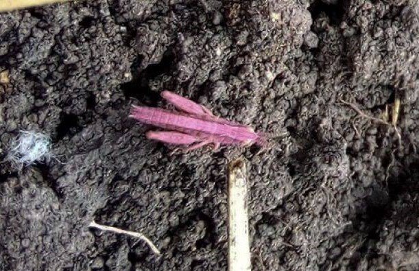 Розовый кузнечик