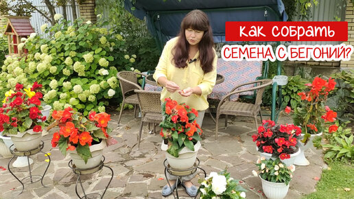 Как собрать семена со своих бегоний?