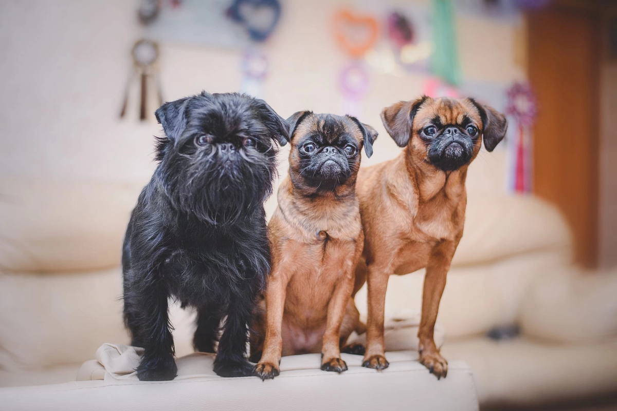 На фото собаки питомника "Фанагория". Бельгийский гриффон и два брабансона.