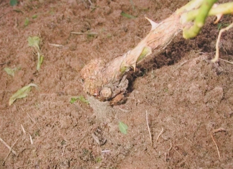 Поражение растения