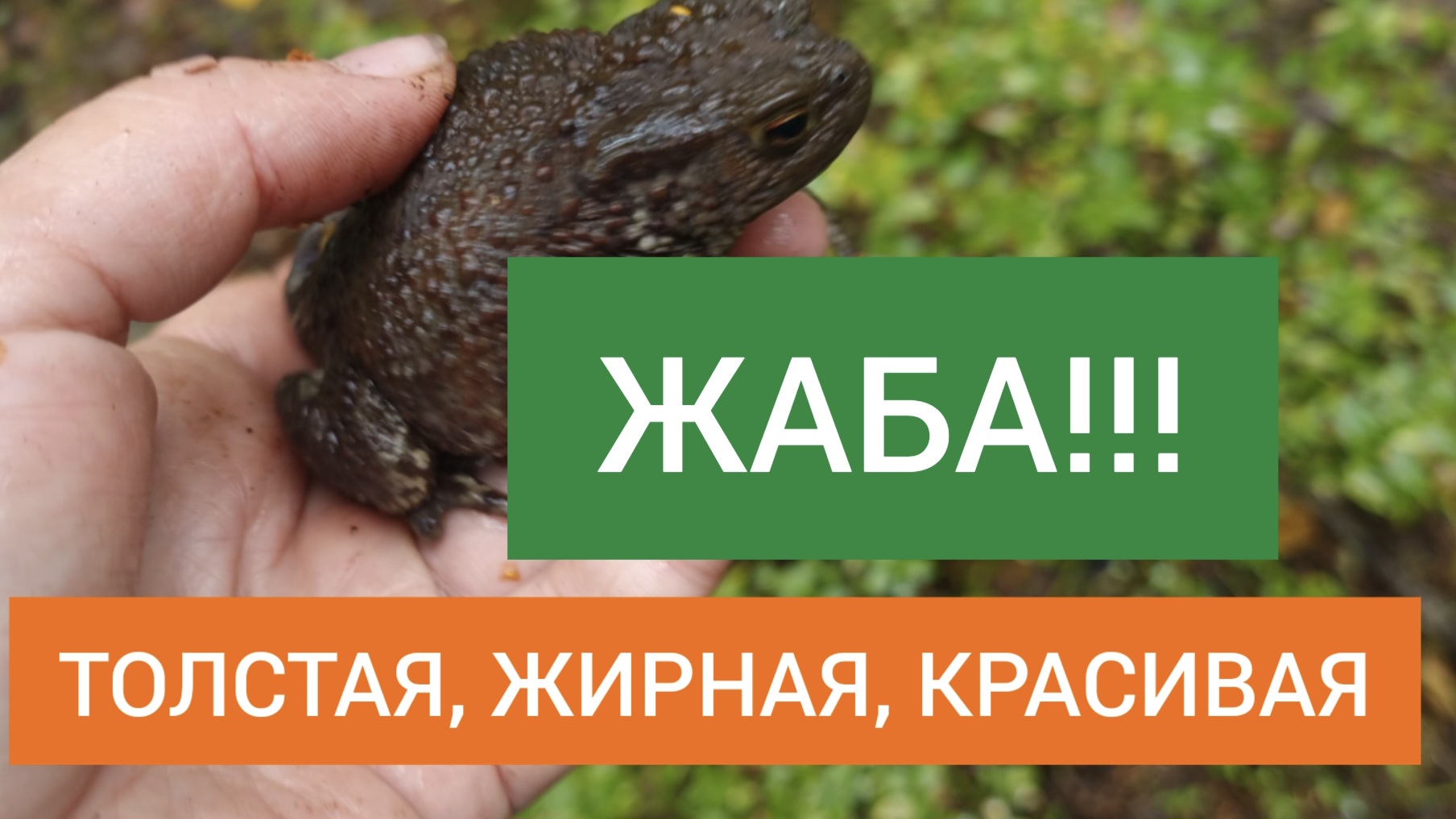 Жаба толстая
