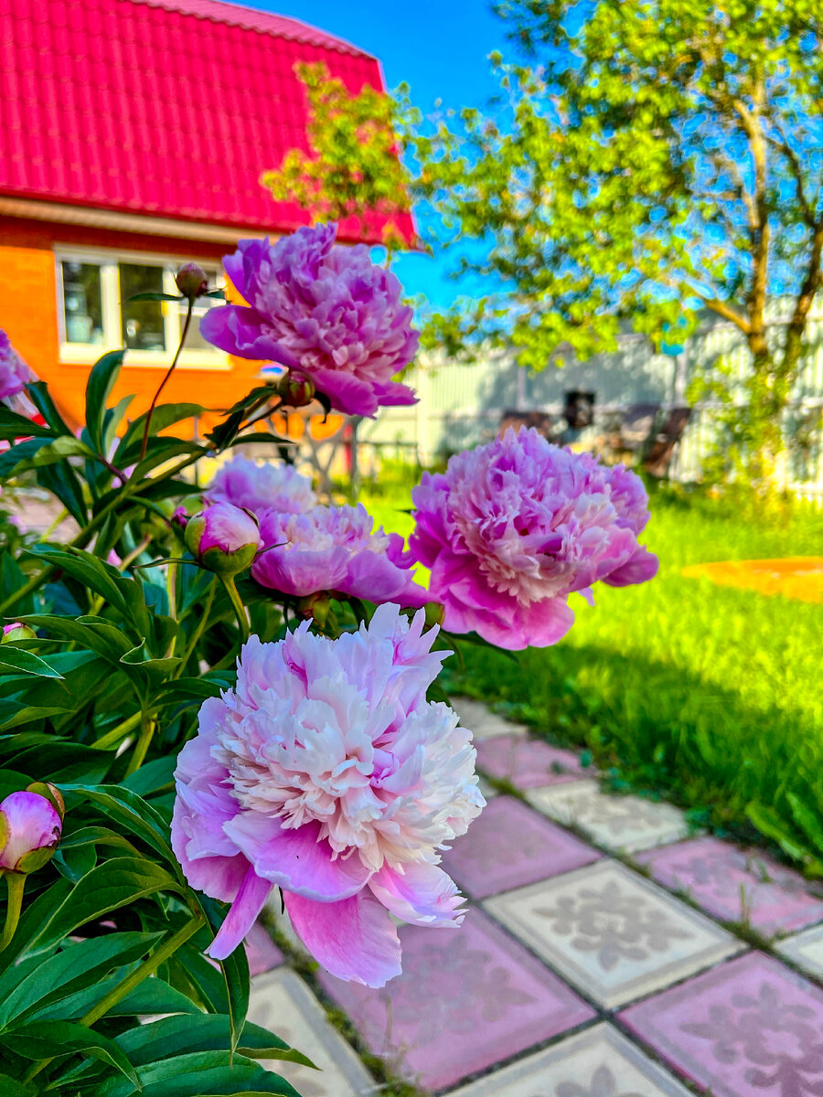 Фото с нашей дачи