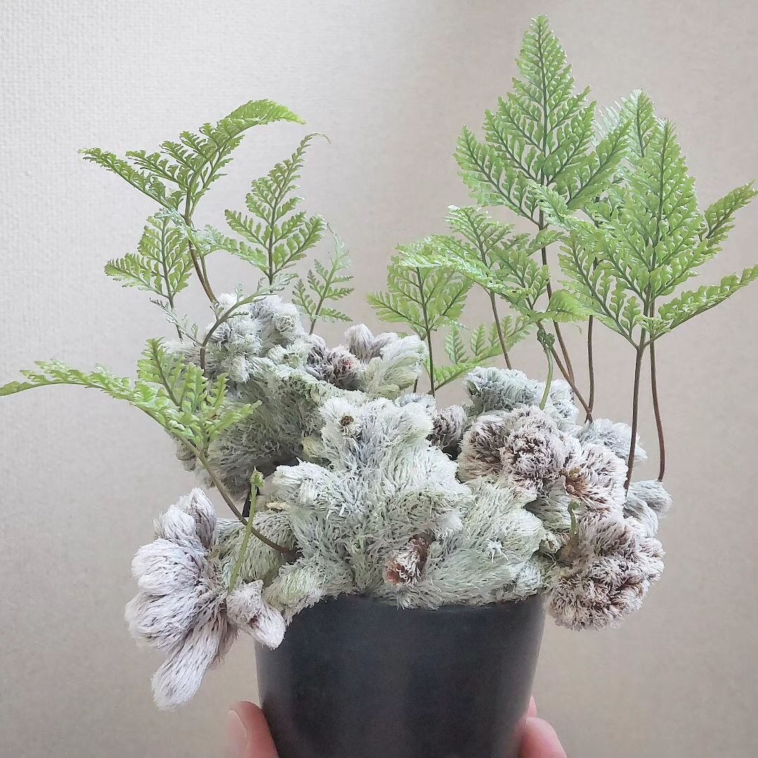 Davallia tyermannii Sekka