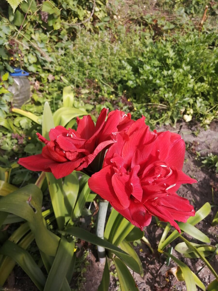 Гиппеаструм Red Nimph