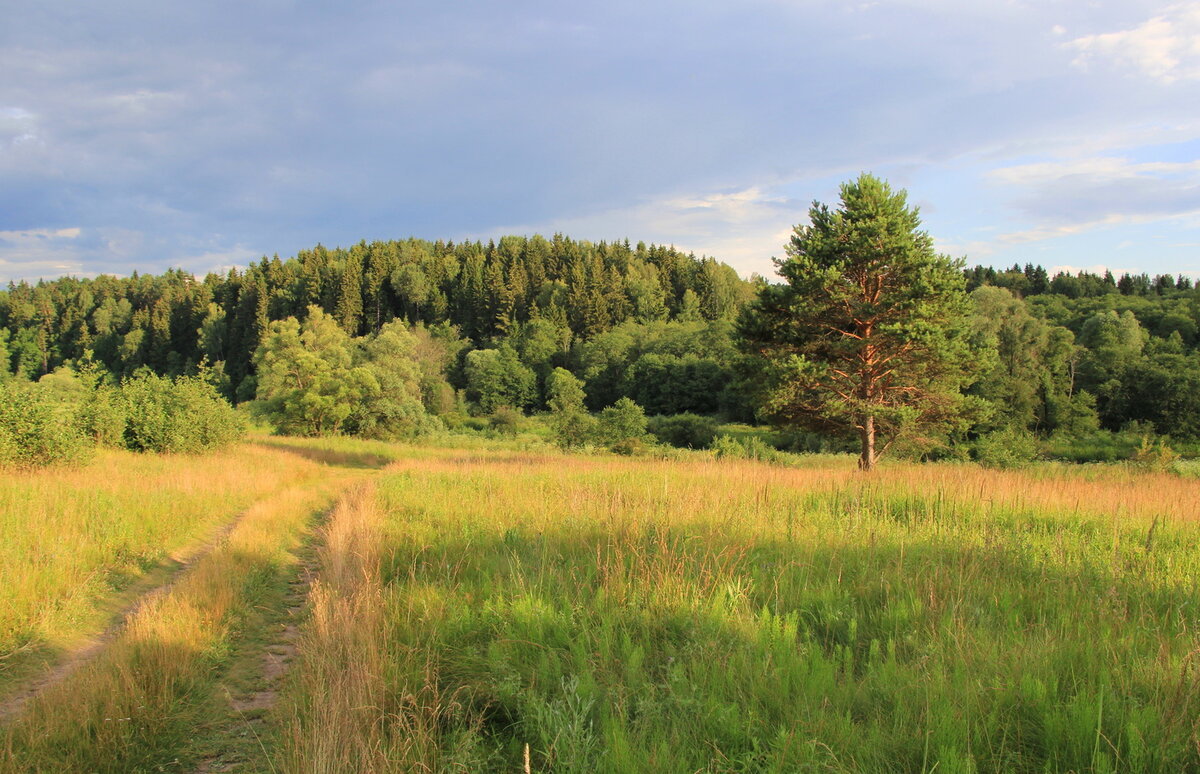 Лес за околицей.