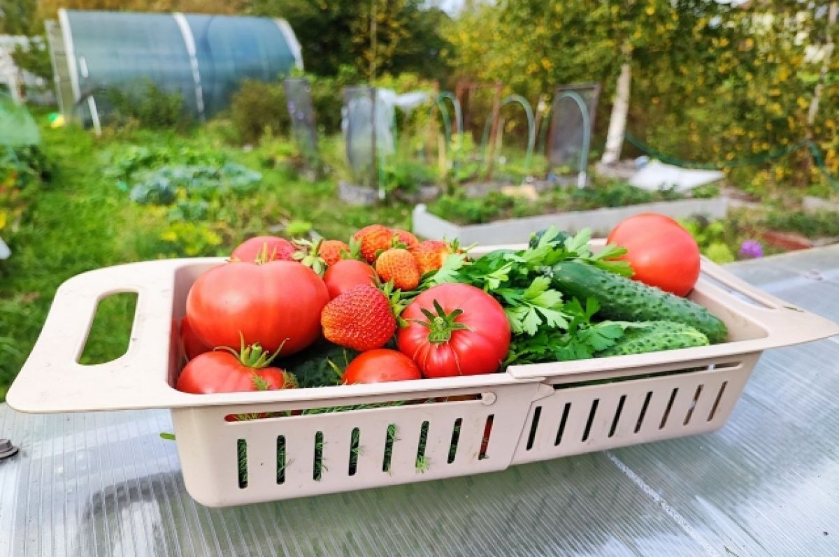    Тюменцам напомнили, как правильно хранить собранный урожай овощей