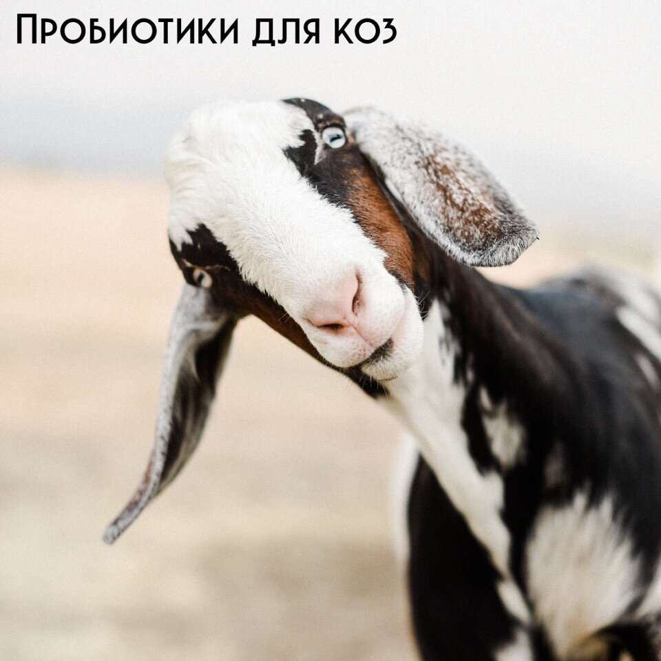 Пробиотики для коз