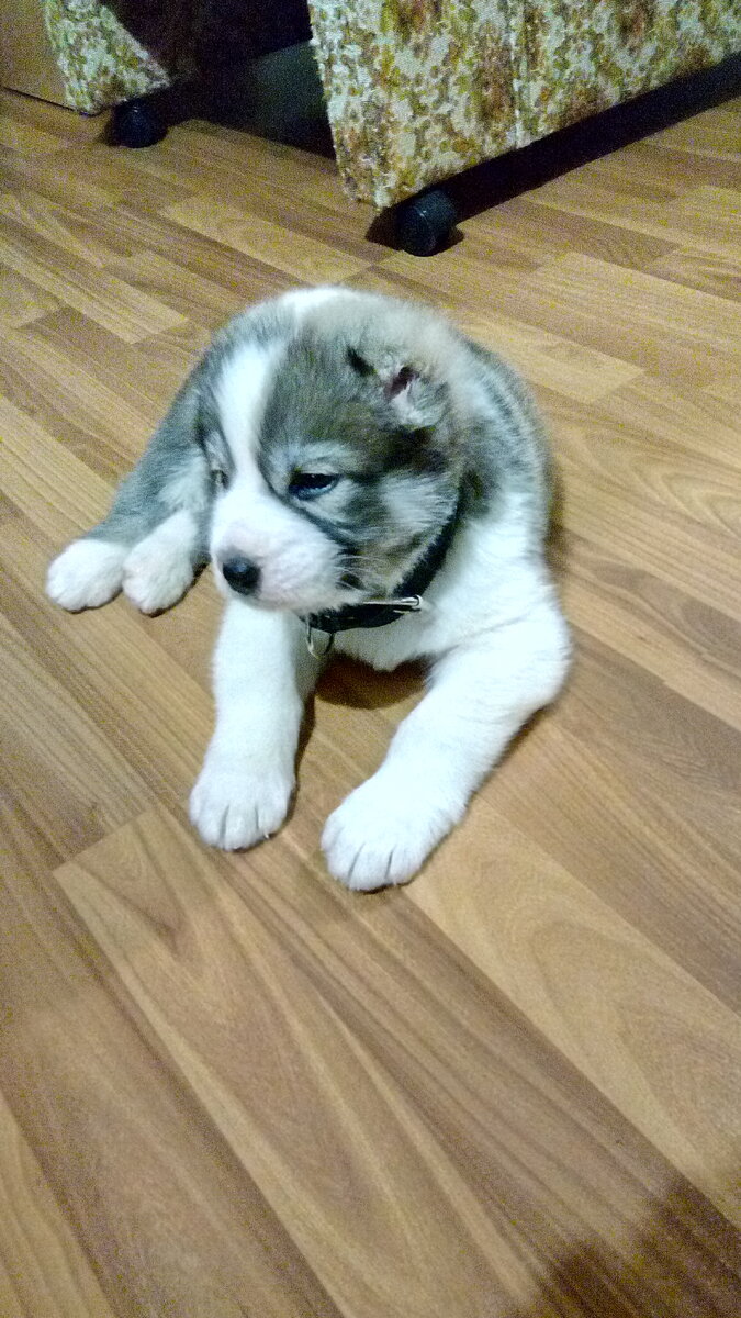 Фредди  - дома!