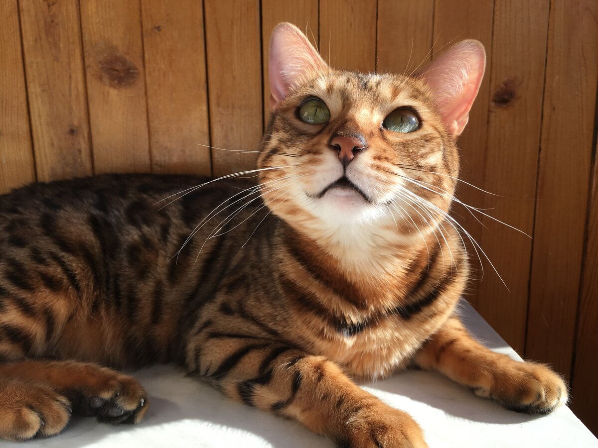 Бенгальская кошка